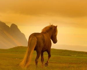 Horse in the Sunset
