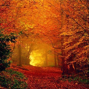 Fall Forest JoyTrain