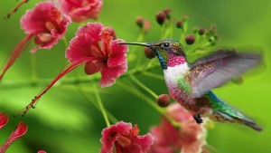 hummingbird-wallpapers-6